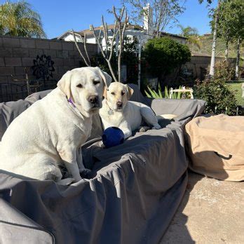 sandra hermes labrador|labrador rescuers san diego.